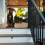 Strong Key-Link American Series Railing keeps pets and children safe on your deck stairs