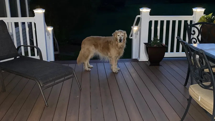 A dog enjoys a brightly lit deck at night