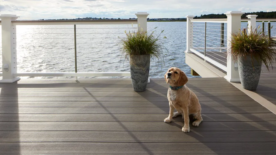 A dog smiles happily in the sun on an oceanside deck