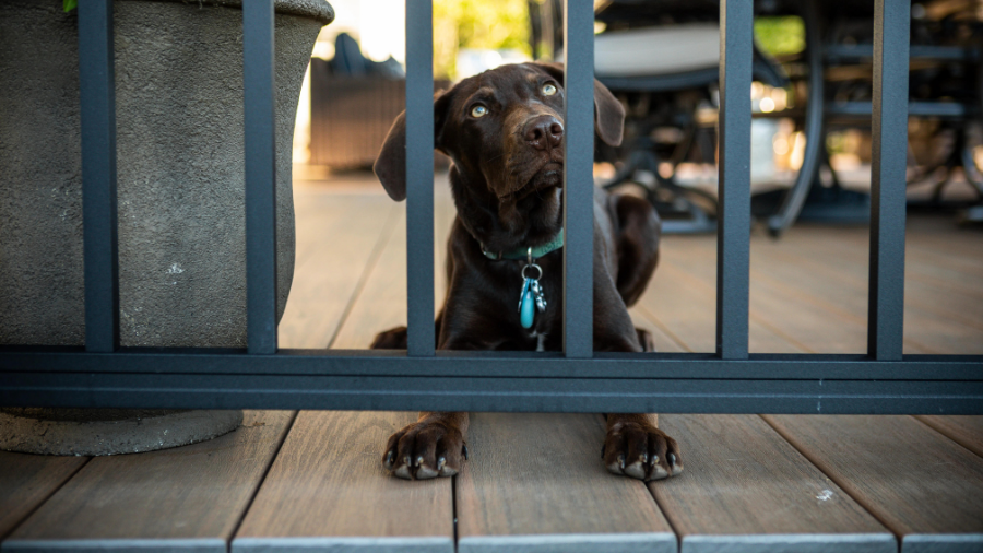 A dog sits by a sturdy metal deck railing, enjoying the safety and security of a code-compliant deck